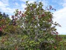 Load image into Gallery viewer, Highbush Cranberry (Viburnum trilobum)
