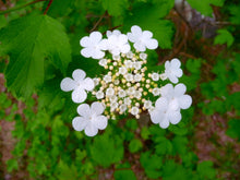 Load image into Gallery viewer, Highbush Cranberry (Viburnum trilobum)
