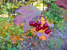 Load image into Gallery viewer, Highbush Cranberry (Viburnum trilobum)
