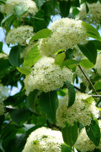 Load image into Gallery viewer, Nannyberry (Viburnum lentago)
