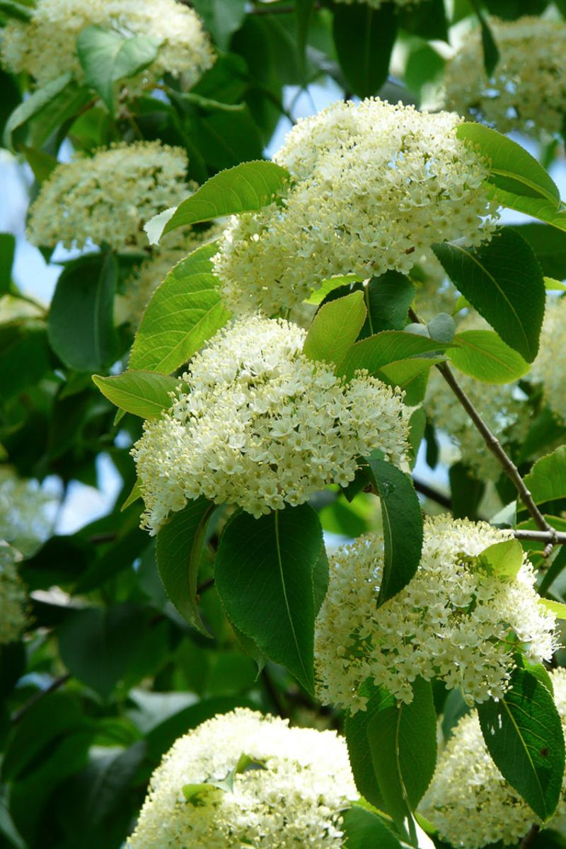 Nannyberry (Viburnum lentago)