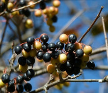 Load image into Gallery viewer, Nannyberry (Viburnum lentago)
