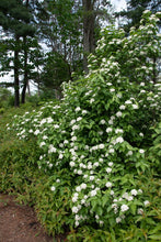 Load image into Gallery viewer, Nannyberry (Viburnum lentago)
