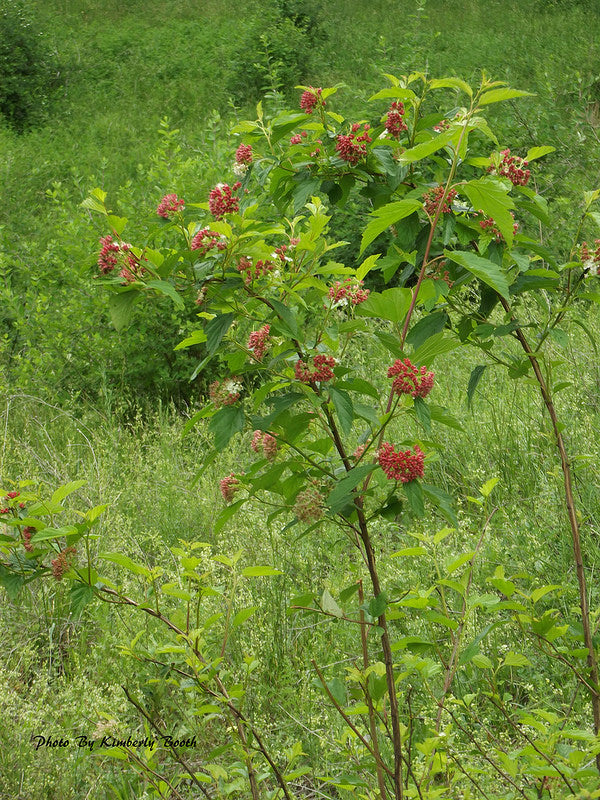 Common Ninebark (Physocarpus opulifolius)