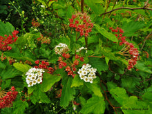 Load image into Gallery viewer, Common Ninebark (Physocarpus opulifolius)
