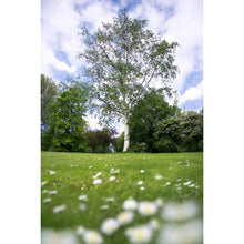 Load image into Gallery viewer, Paper Birch (Betula papyrifera)
