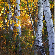 Load image into Gallery viewer, Paper Birch (Betula papyrifera)
