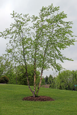 River Birch (Betula nigra)