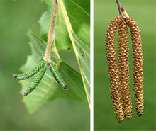 Load image into Gallery viewer, River Birch (Betula nigra)
