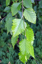 Load image into Gallery viewer, River Birch (Betula nigra)
