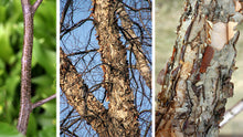 Load image into Gallery viewer, River Birch (Betula nigra)
