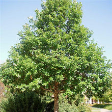 Load image into Gallery viewer, Swamp White Oak (Quercus bicolor)
