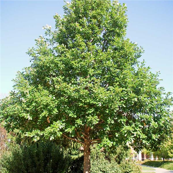 Swamp White Oak (Quercus bicolor)