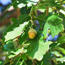 Load image into Gallery viewer, Swamp White Oak (Quercus bicolor)
