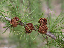 Load image into Gallery viewer, Tamarack (Larix laricina)
