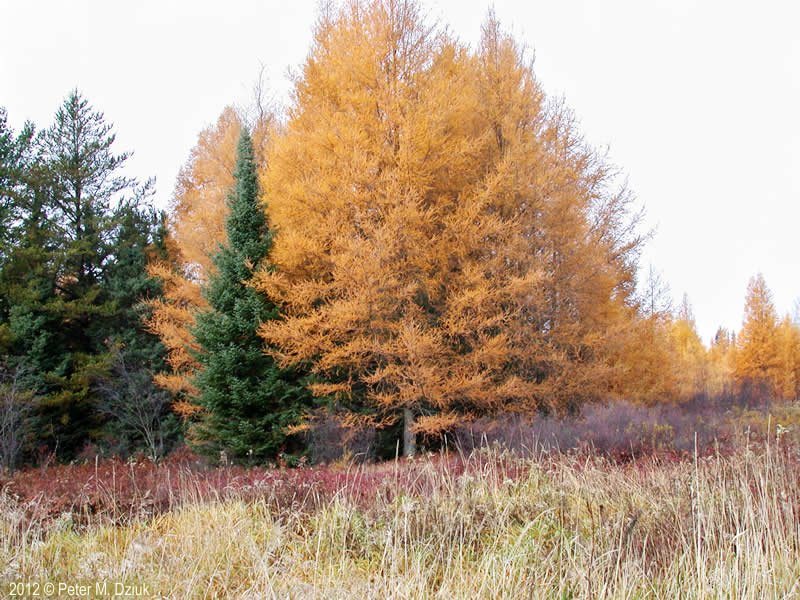 Tamarack (Larix laricina)