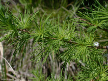 Load image into Gallery viewer, Tamarack (Larix laricina)
