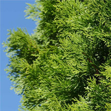 Load image into Gallery viewer, White Cedar (Thuja occidentalis)
