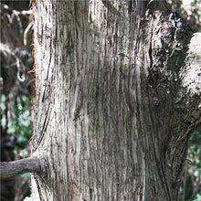 Load image into Gallery viewer, White Cedar (Thuja occidentalis)
