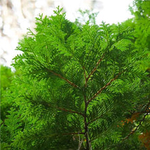 Load image into Gallery viewer, White Cedar (Thuja occidentalis)
