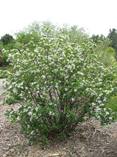 Load image into Gallery viewer, Black Chokeberry (Aronia melanocarpa)
