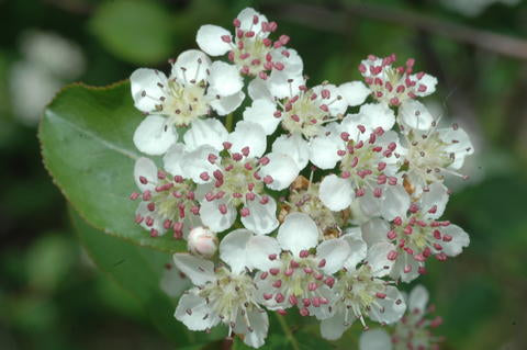 Black Chokeberry (Aronia melanocarpa)