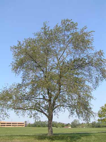 Black Cherry (Prunus serotina)