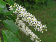 Load image into Gallery viewer, Black Cherry (Prunus serotina)
