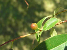 Load image into Gallery viewer, Black Cherry (Prunus serotina)
