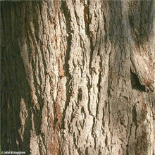 Load image into Gallery viewer, Black Walnut (Juglans nigra)
