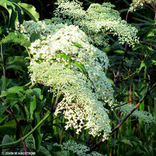 Load image into Gallery viewer, American Elderberry (Sambucus canadensis)
