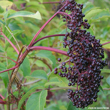 Load image into Gallery viewer, American Elderberry (Sambucus canadensis)
