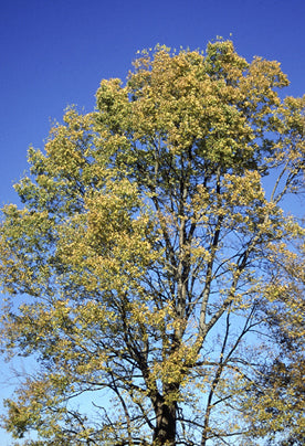 Hackberry (Celtis Occidentalis)