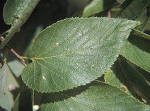 Load image into Gallery viewer, Hackberry (Celtis Occidentalis)
