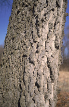 Load image into Gallery viewer, Hackberry (Celtis Occidentalis)
