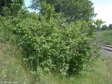 Load image into Gallery viewer, American Hazelnut (Corylus americana)
