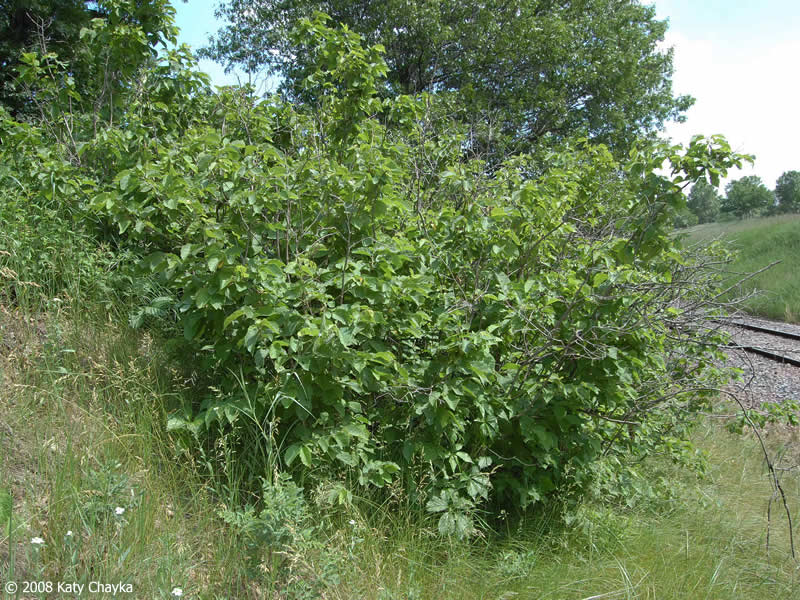 American Hazelnut (Corylus americana)