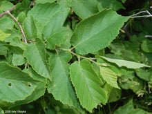 Load image into Gallery viewer, American Hazelnut (Corylus americana)
