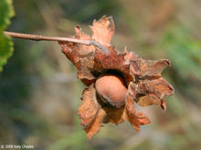 Load image into Gallery viewer, American Hazelnut (Corylus americana)
