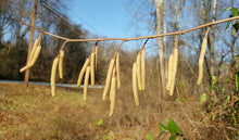 Load image into Gallery viewer, American Hazelnut (Corylus americana)
