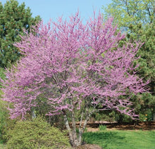 Load image into Gallery viewer, Eastern Redbud (Cercis canadensis)
