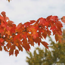 Load image into Gallery viewer, Red Maple (Acer rubrum)
