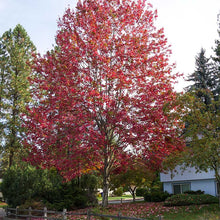 Load image into Gallery viewer, Red Maple (Acer rubrum)
