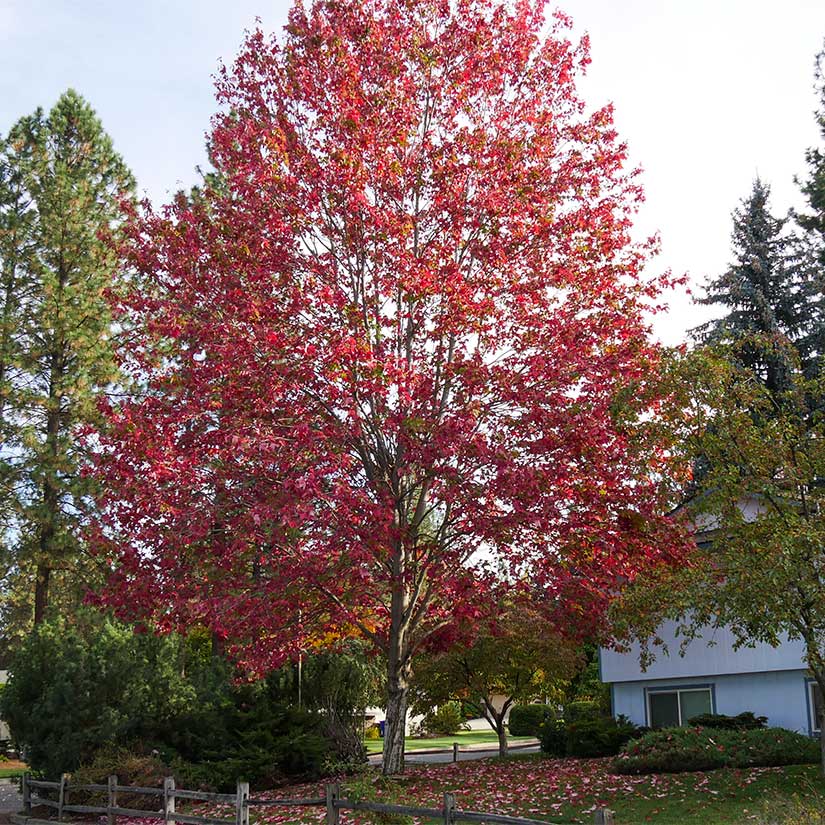 Red Maple (Acer rubrum)