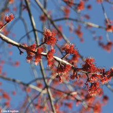 Load image into Gallery viewer, Red Maple (Acer rubrum)
