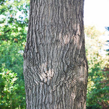 Load image into Gallery viewer, Northern Red Oak (Quercus rubra)
