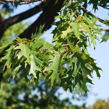 Load image into Gallery viewer, Northern Red Oak (Quercus rubra)
