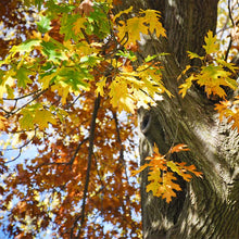 Load image into Gallery viewer, Northern Red Oak (Quercus rubra)
