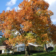 Load image into Gallery viewer, Northern Red Oak (Quercus rubra)
