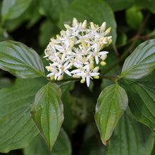 Load image into Gallery viewer, Red Osier Dogwood (Cornus sericea)
